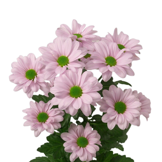 9 Krizantēma Kennedy Rosy