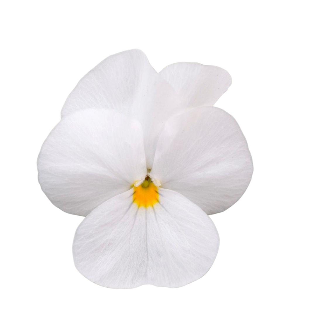 18 Atraitnīte White_eye