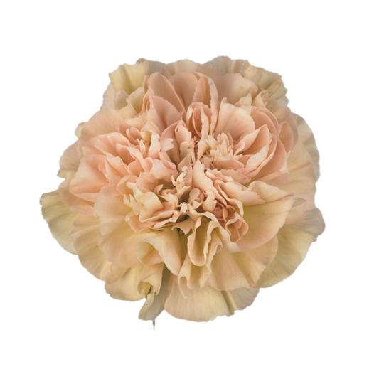 9 Diantus Lege Marrone