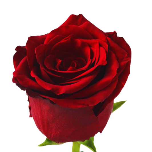 9 Roze Explorer