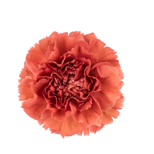 9 Diantus Miss Fabulous