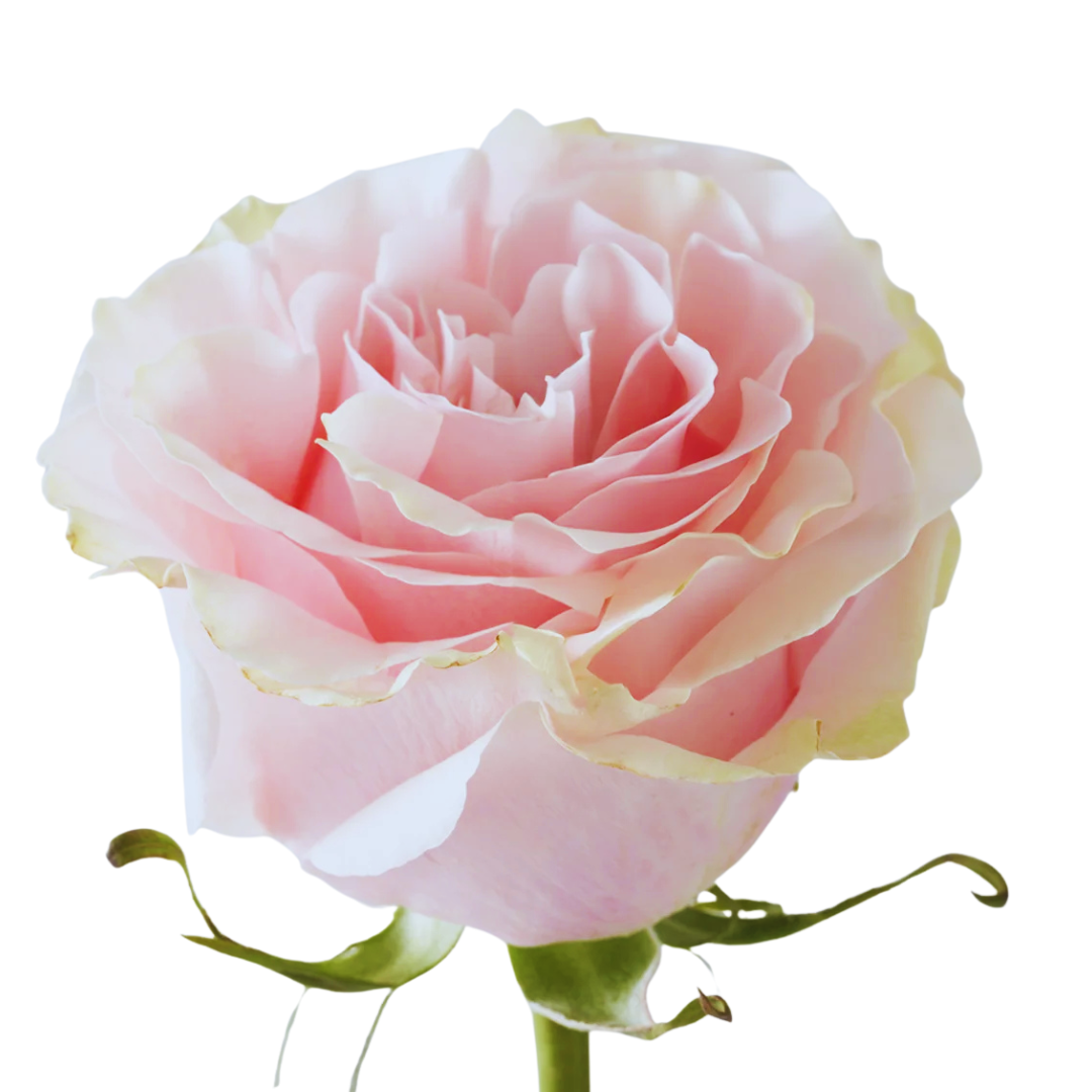 9 Roze Pink Mondial