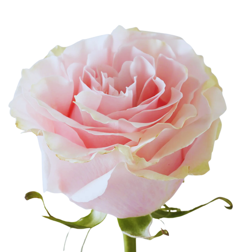 9 Roze Pink Mondial
