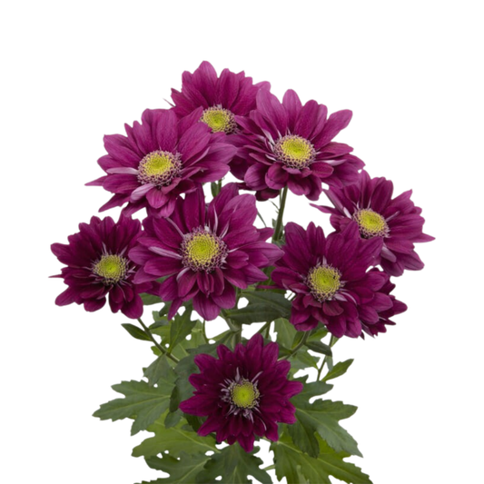 9 Krizantēma Serenit Purple