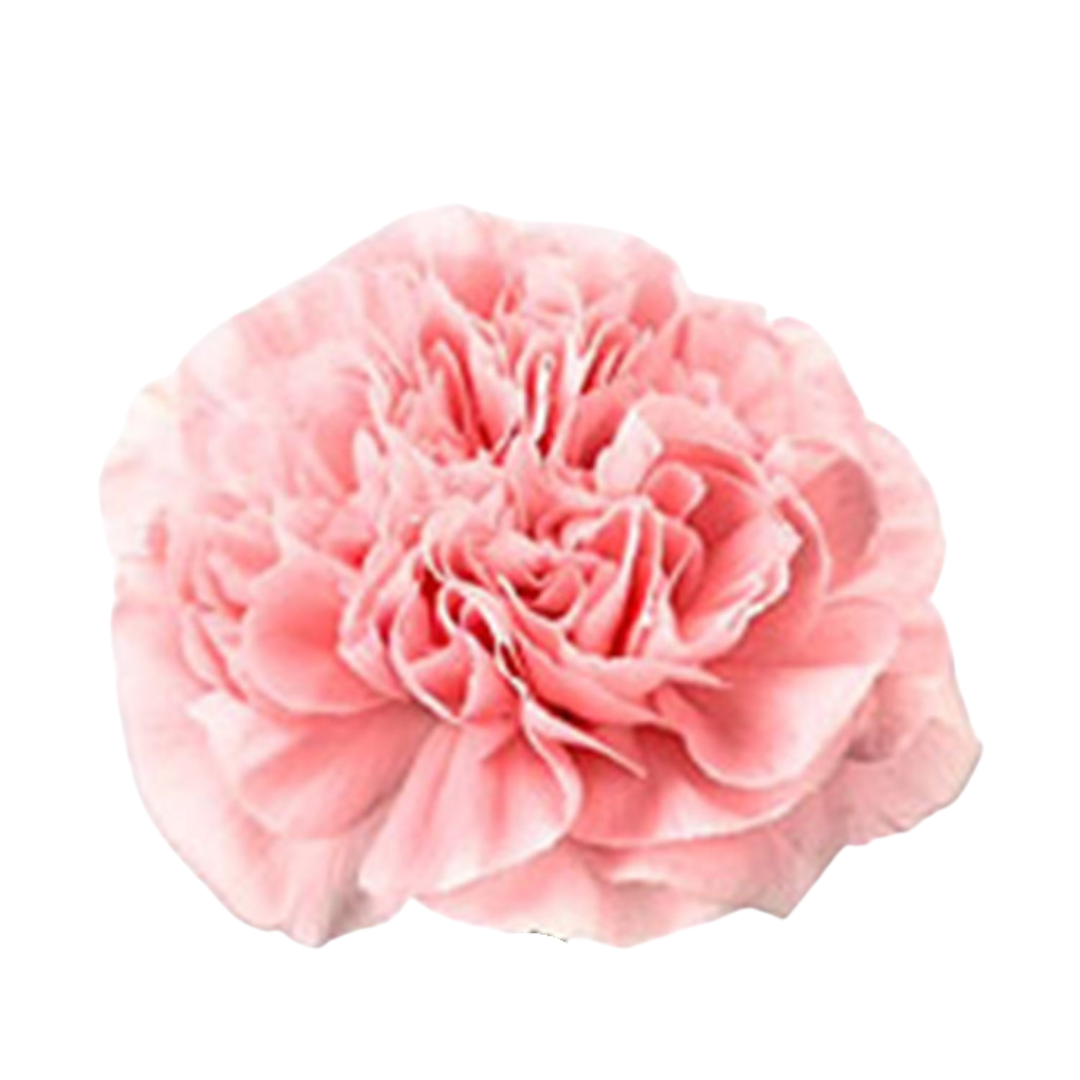 9 Diantus Pink Montezuma