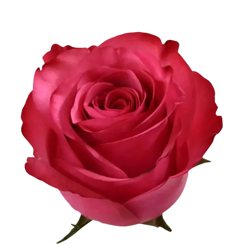 9 Roze Lola