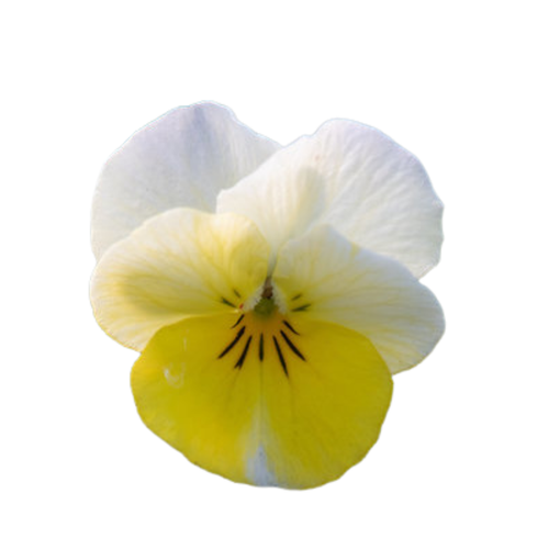 18 Atraitnīte Primerose