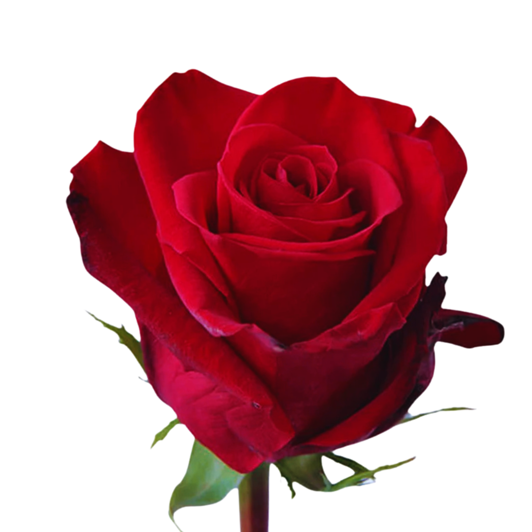 9 Roze Freedom