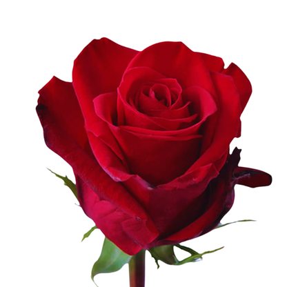 9 Roze Freedom