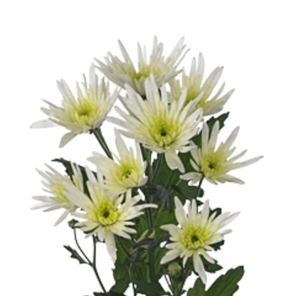 9 Krizantēma Delian White