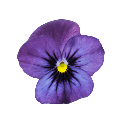18 Atraitnīte XP De Blue