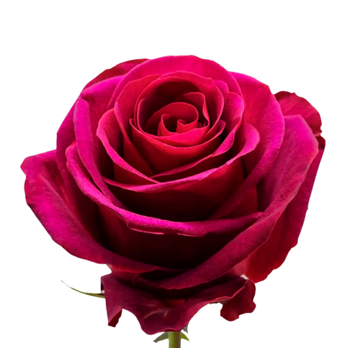 9 Roze Endora