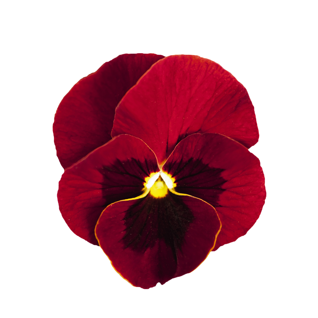 18 Atraitnīte Red+Blotc