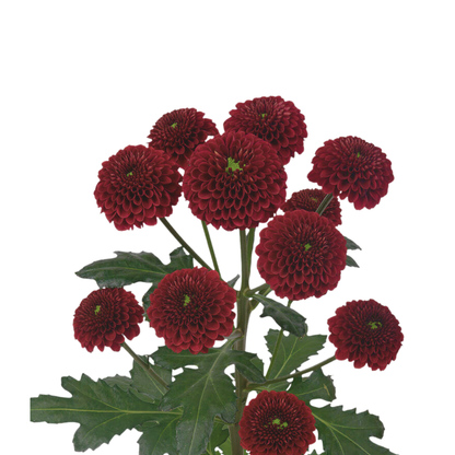 9 Krizantēma Purpet Red
