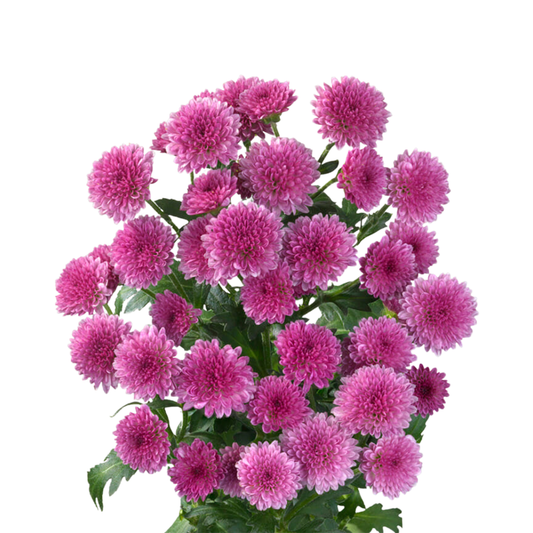9 Krizantēma Mad Tyolo Pink