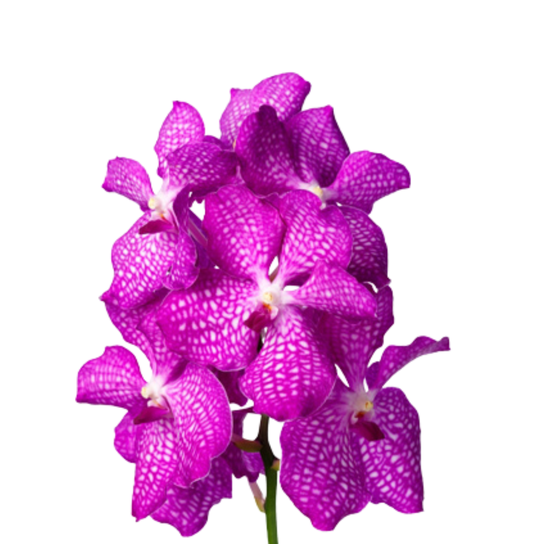 8 Orhideja Kan Mag Pink