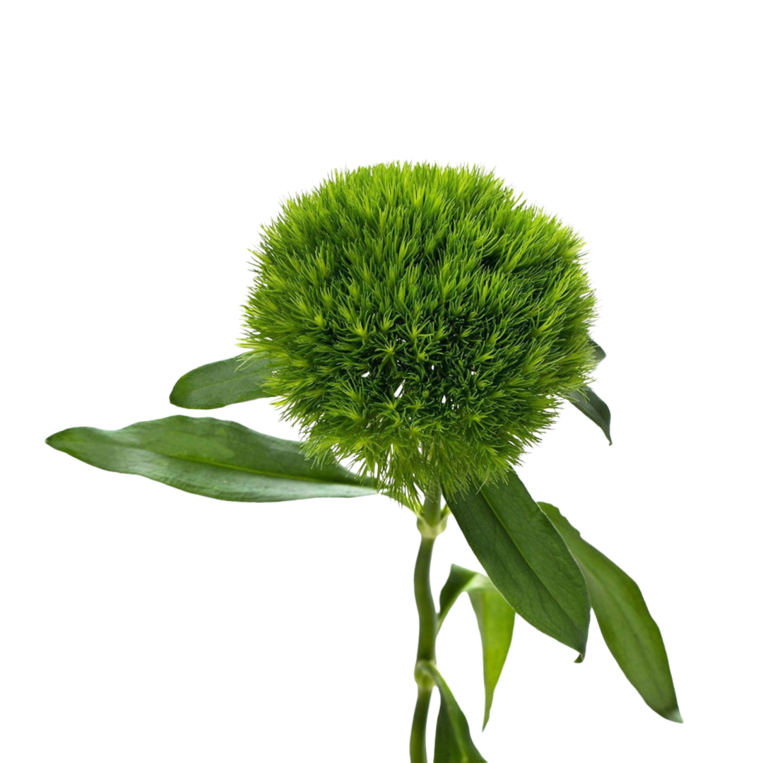 9 Diantus Barb Kiwi Mellow