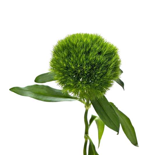 9 Diantus Barb Kiwi Mellow