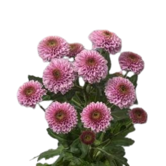 9 Krizantēma Doria Pink