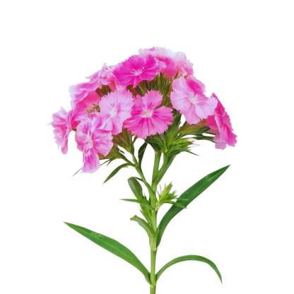 9 Diantus Barb Am Rose