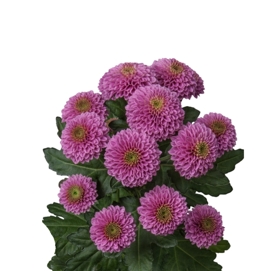 9 Krizantēma Doria