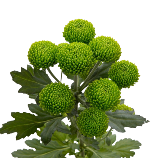9 Krizantēma Deligreen
