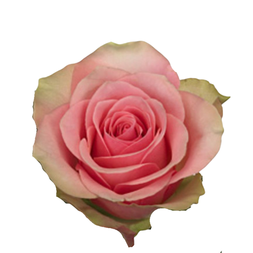 9 Roze Belle Rose