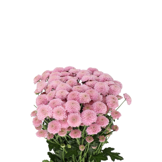 9 Krizantēma Ellison Sweet