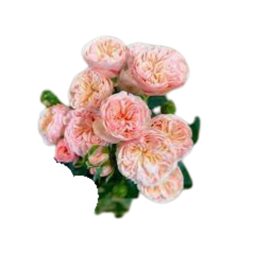9 Krūmroze Royal Blush Joy