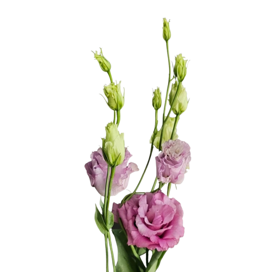 9 Lizante Celeb Grape