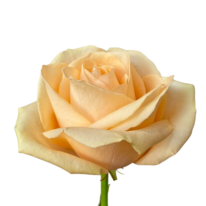 9 Roze Avalanhe Peach