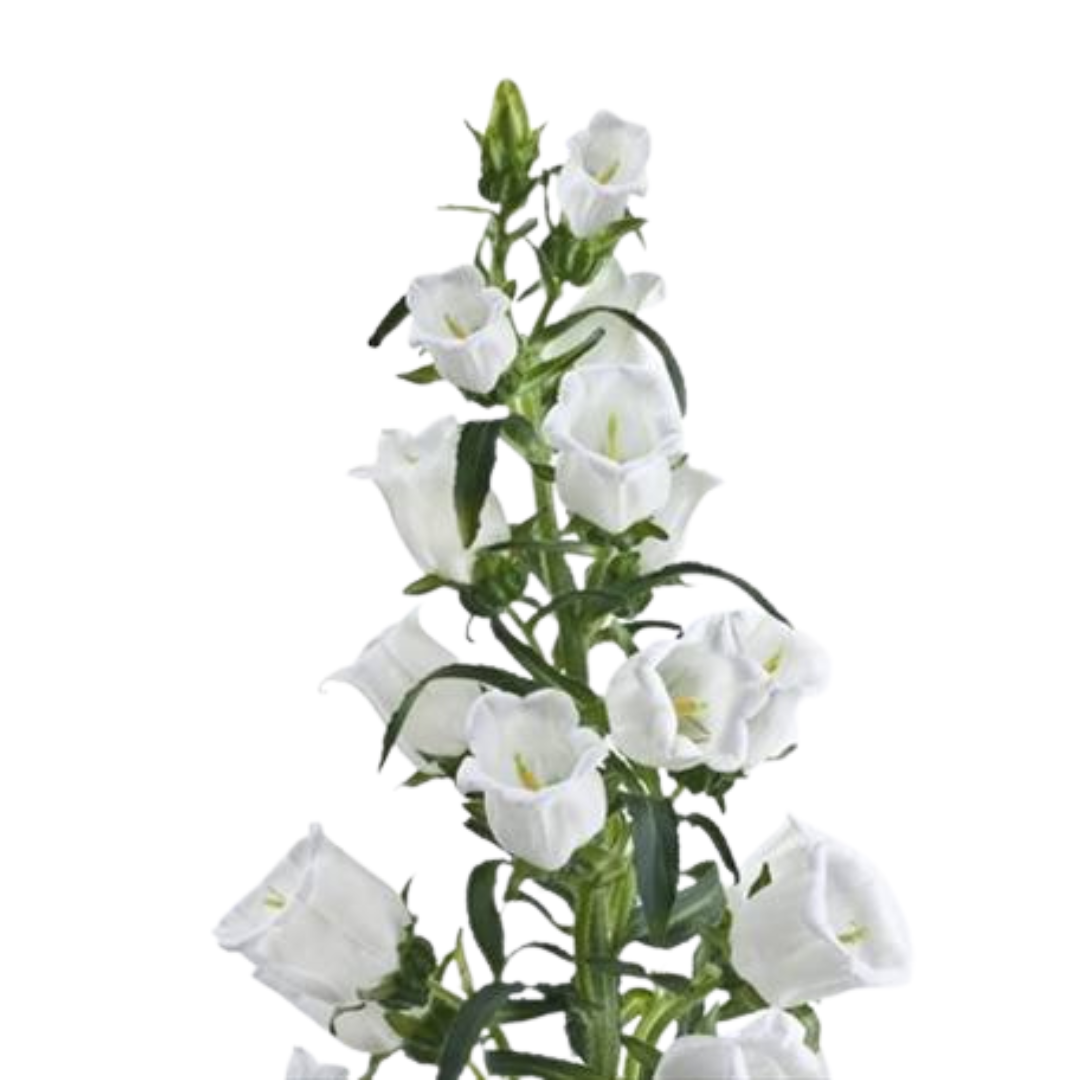 9 Campanula Champion White