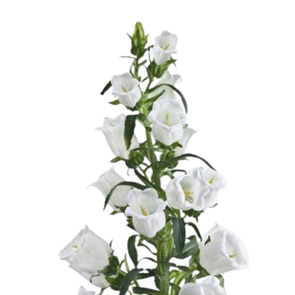 9 Campanula Champion White