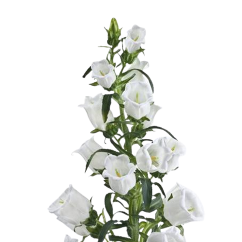 9 Campanula Champion White