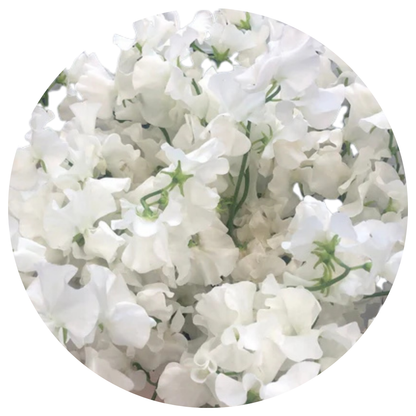 120  Puķuzirnīši LatHyr White