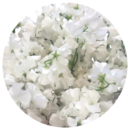 120  Puķuzirnīši LatHyr White