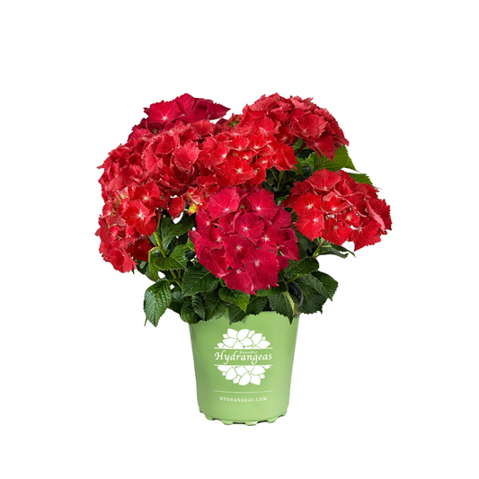 Hortenzija Speedy Red