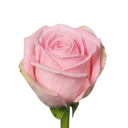 9 Roze Heidi