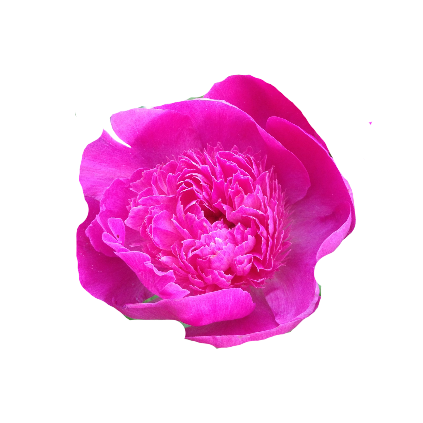 9 Peonija Pinc Pompon