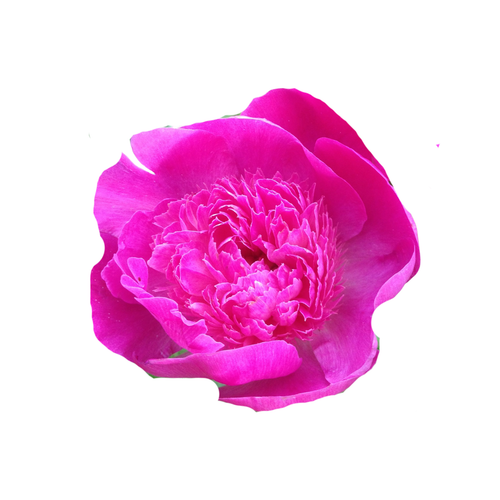 9 Peonija Pinc Pompon