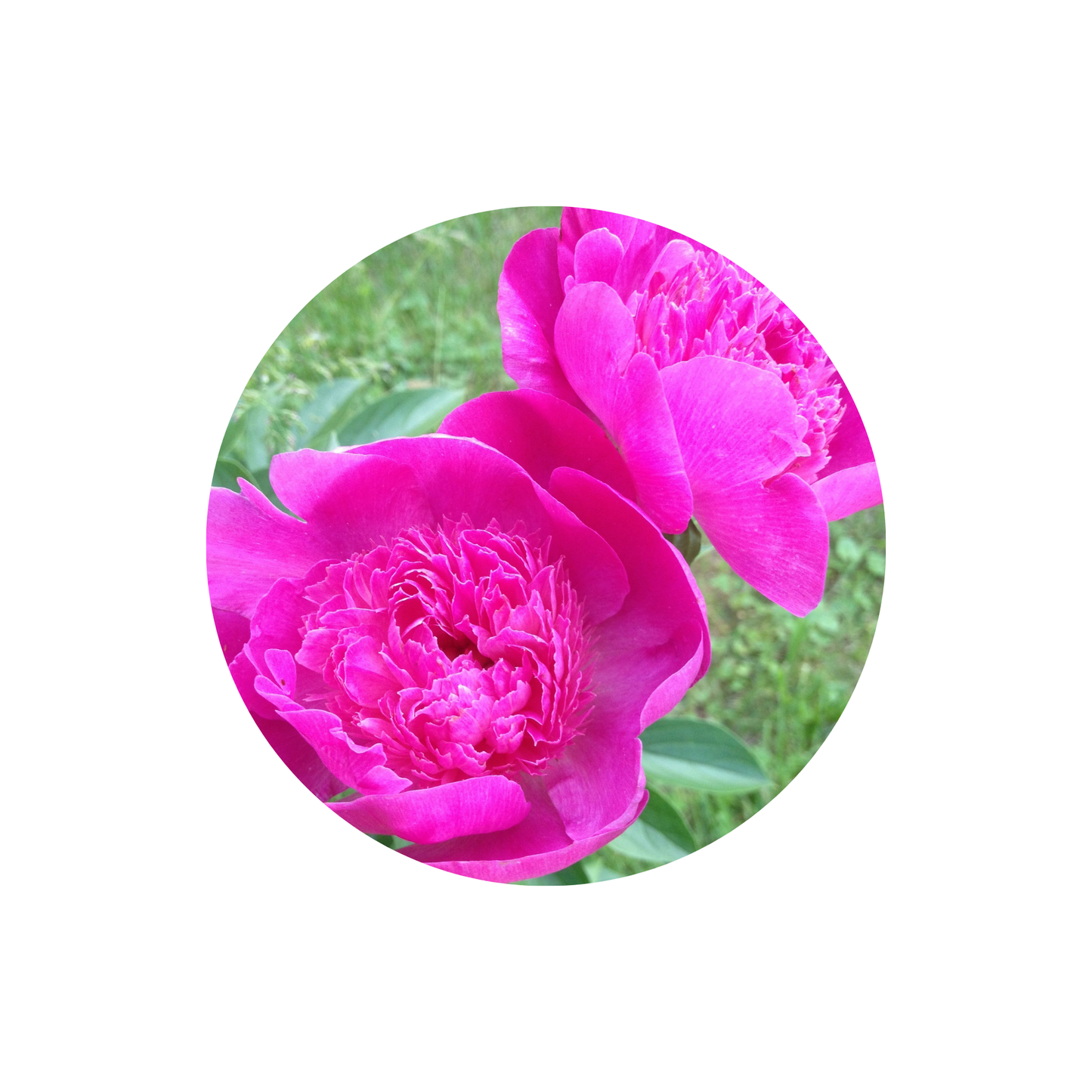 9 Peonija Pinc Pompon