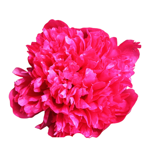 9 Peonija Belgravia