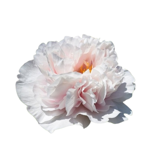 9 Peonija Blush Princess