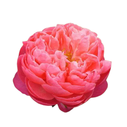 9 Peonija Coral Charm