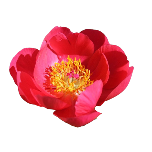 9 Peonija Flame