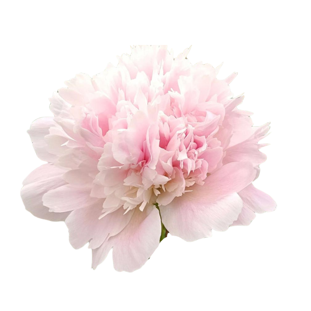 9 Peonija Alertie