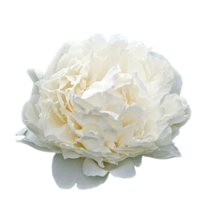 9 Peonija 'Bowl of Cream'