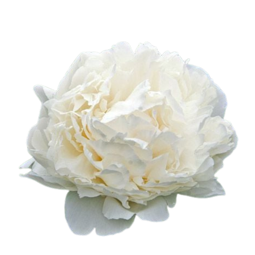 9 Peonija 'Bowl of Cream'
