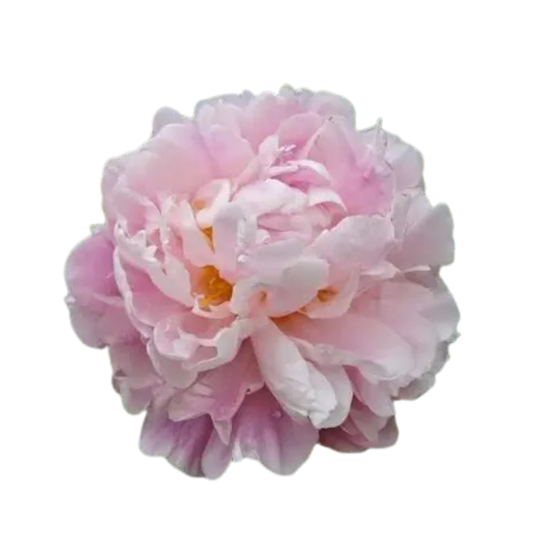 9 Peonija 'Catharina Fontijn'