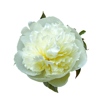 9 Peonija Duchesse de Nemours